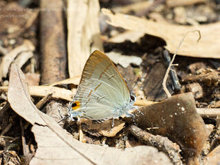 Hypolycaena erylus teatus