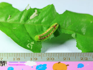 Hypolycaena erylus himavantus