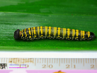 Pithauria stramineipennis stramineipennis