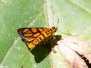 Odina hieroglyphica ortygia