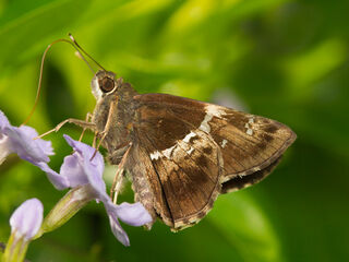 Hyarotis adrastus praba