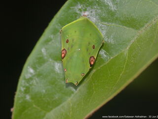 Euthalia adonia beata
