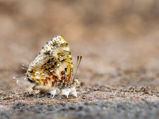 Catapaecilma major albicans