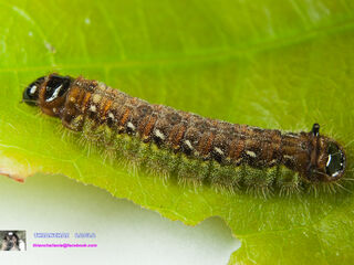 Spindasis lohita himalayanus