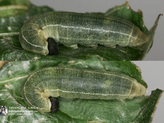 Pseudocoladenia fabia