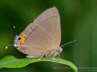 Tajuria deudorix ingeni