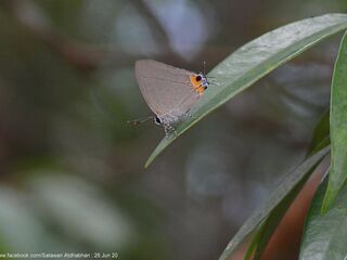 Bullis elioti elioti