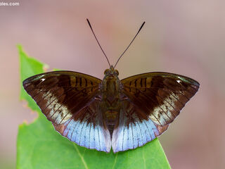 Euthalia monina monina