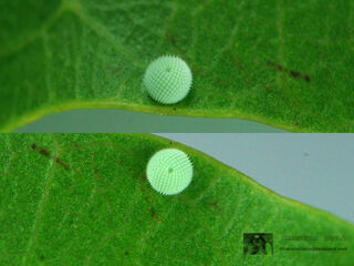 Arhopala centaurus nakula