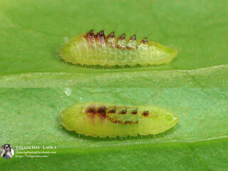 Cheritrella truncipennis