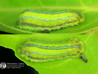 Amblypodia anita anita