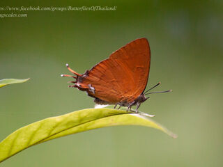 Thamala marciana ssp.