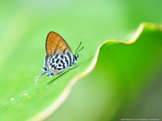 Drupadia rufotaenia rufotaenia