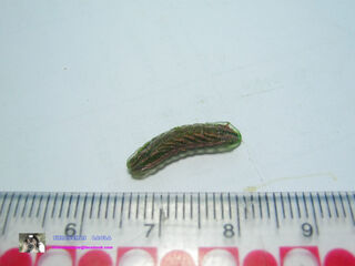 Surendra quercetorum quercetorum