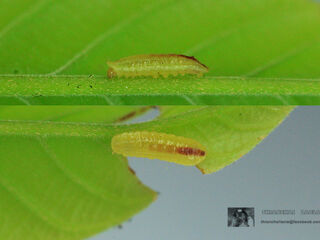 Arhopala centaurus nakula