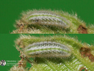 Celatoxia marginata marginata