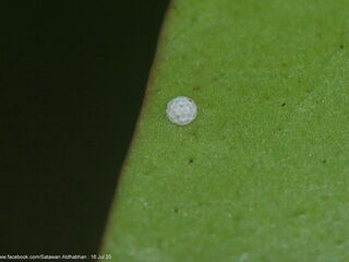 Tajuria ister tussis