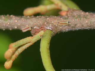 Charana mandarina splendida