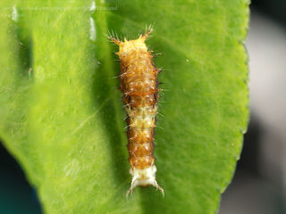 Papilio protenor protenor