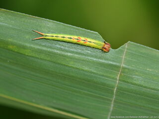 Elymnias dara darina