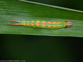 Elymnias dara darina