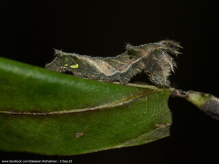 Neptis duryodana nesia