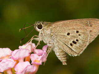 Suastus gremius gremius