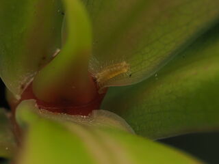 Thamala marciana ssp.