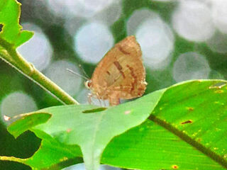 Arhopala caeca