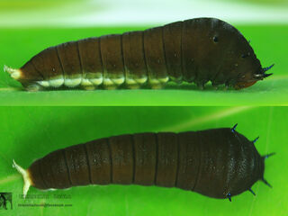 Graphium doson actor