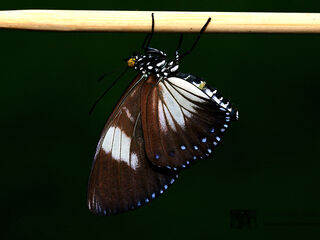 Euripus nyctelius nyctelius