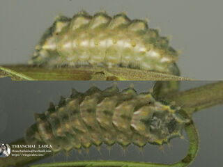 Rapala manea schistacea