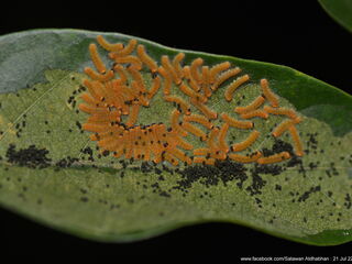 Poritia sumatrae sumatrae