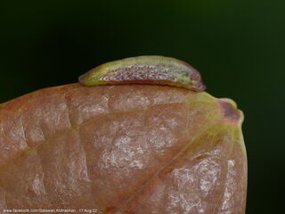 Yasoda pita dohertyi