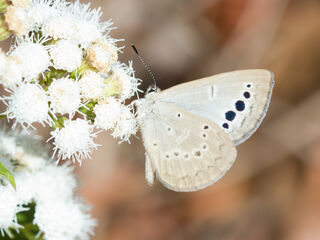 Caerulea coeligena chengmaica