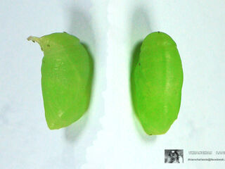 Melanitis zitenius auletes