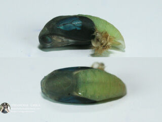 Arhopala paraganesa zephyretta