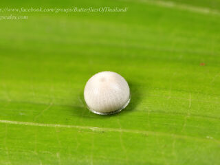 Gangara thyrsis thyrsis