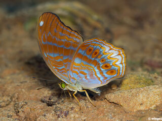 Terinos terpander intermedia