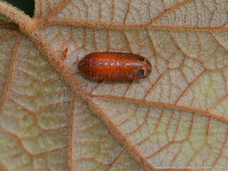 Sinthusa malika amata