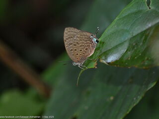 Arhopala silhetensis adorea