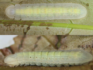 Arhopala perimuta perimuta