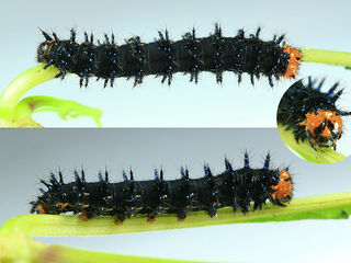 Junonia orithya ocyale