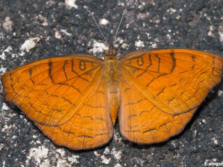 Ariadne specularia arca