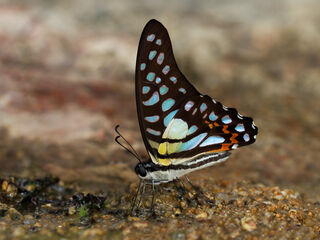 Graphium bathycles bathycloides