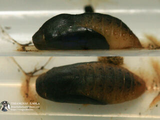 Arhopala bazalus teesta