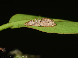 Suasa lisides suessa