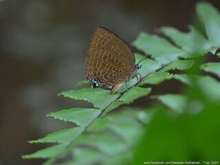 Arhopala moolaiana yajuna