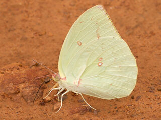 Catopsilia pomona pomona