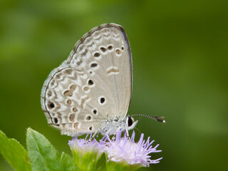 Chilades lajus lajus